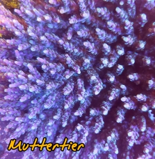 Bild zu MM Acropora nana