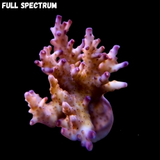 Bild zu MM Acropora valida