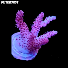 Bild zu MM Acropora hyacinthus