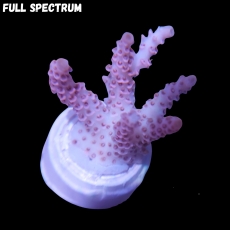 Bild zu MM Acropora hyacinthus