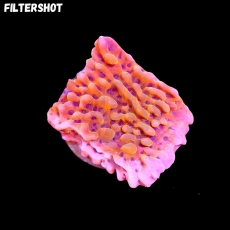 Bild zu MM Montipora danae 
