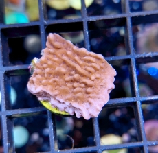 Bild zu MM Montipora danae 