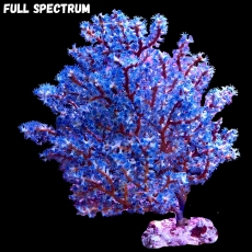 Bild zu MM Acalycigorgia sp. Blaue Fächergorgonie Gr. M #2318