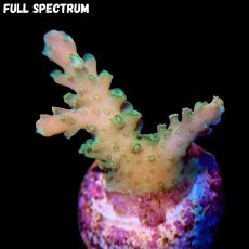 Bild zu MM Acropora divaricata 