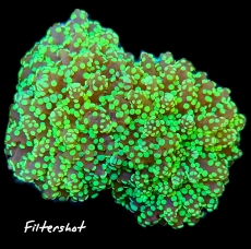 Bild zu MM Fimbriaphyllia (Euphyllia) yaeyamaensis #2297