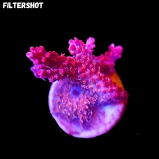 Bild zu MM Acropora microclados 