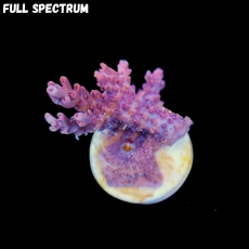 Bild zu MM Acropora microclados 