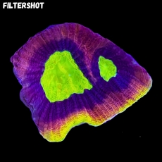 Bild zu MM Goniastrea 