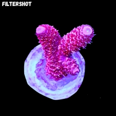 Bild zu MM Acropora millepora 
