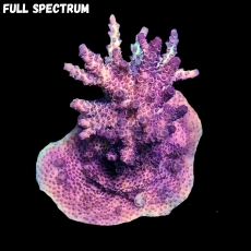 Bild zu MM Acropora hyacinthus M #2094