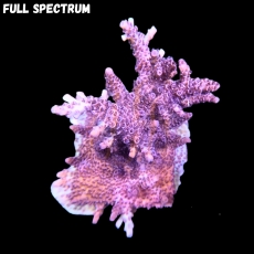 Bild zu MM Acropora hyacinthus L #2066