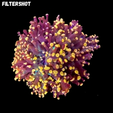 Bild zu Fimbriaphyllia (Euphyllia) paradivisa 