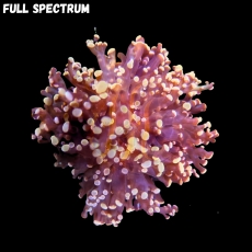 Bild zu Fimbriaphyllia (Euphyllia) paradivisa 