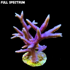 Bild zu MM Seriatopora hystrix pink M #2115