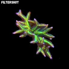 Bild zu MM Seriatopora hystrix grün S/M #2083