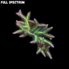 Bild zu MM Seriatopora hystrix grün S/M #2083