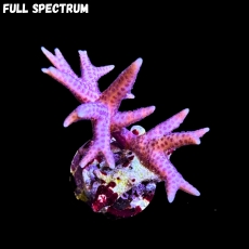 Bild zu MM Seriatopora hystrix pink S #2333