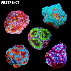 Bild zu MM Micromussa (Acanthastrea) lordhowensis S/M #2124