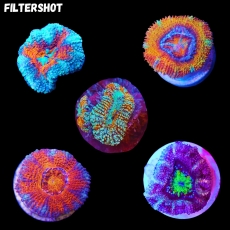 Bild zu MM Micromussa (Acanthastrea) lordhowensis ultra XS #2293