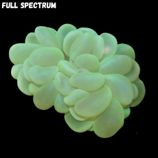 Bild zu MM Plerogyra sinuosa green #2377