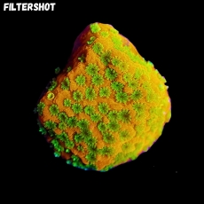 Bild zu MM Montipora spp. 