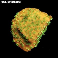 Bild zu MM Montipora spp. 