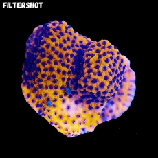 Bild zu MM Montipora spp. 