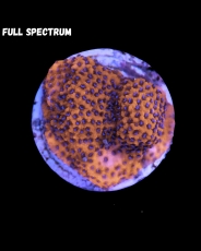Bild zu MM Montipora spp. 