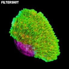 Bild zu MM Montipora spp. 