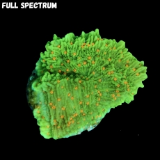 Bild zu MM Montipora spp. 