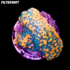 Bild zu MM Montipora spp. 