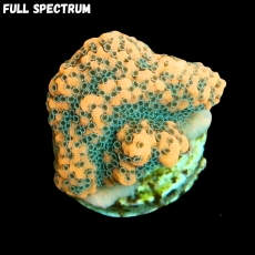 Bild zu MM Montipora spp. 