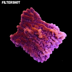 Bild zu MM Montipora danae 