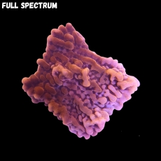 Bild zu MM Montipora danae 