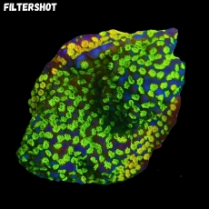 Bild zu MM Montipora mollis 