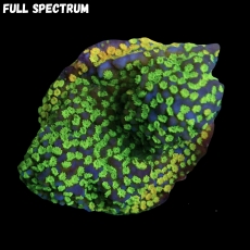 Bild zu MM Montipora mollis 
