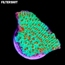 Bild zu MM Montipora spp. 