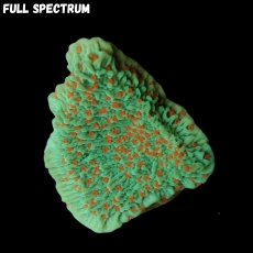 Bild zu MM Montipora spp. 