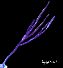 Bild zu MM Pterogorgia anceps - Messergorgonie #2278