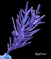 Bild zu MM Pseudopterogorgia sp. #2277