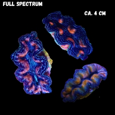 Bild zu MM Tridacna crocea ca. 4cm #1245