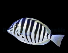 Bild zu Acanthurus polyzona