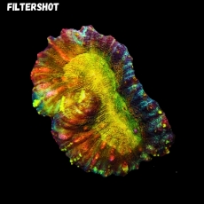 Bild zu MM Lobophyllia sp. 