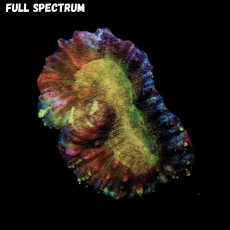 Bild zu MM Lobophyllia sp. 