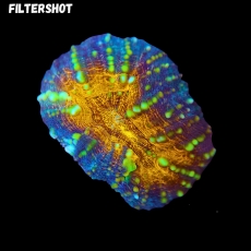 Bild zu MM Lobophyllia sp. 