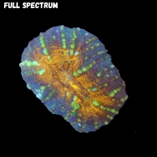 Bild zu MM Lobophyllia sp. 