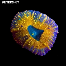 Bild zu MM Lobophyllia sp. 