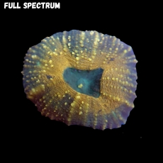 Bild zu MM Lobophyllia sp. 