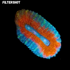 Bild zu MM Lobophyllia sp. 
