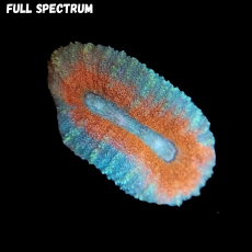 Bild zu MM Lobophyllia sp. 